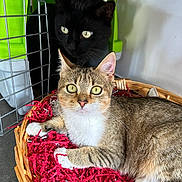 Cannelle Et Mimi a rejoint le concours — aidez-le/la à gagner de superbes lots ! cat, tabby_cat, black_cat, pet_carrier, basket, shredded_paper, indoor, curious, feline, animal, pet, closeup, resting, looking, eyes, whiskers, fur, container, home, cozy