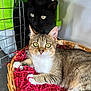 cat, tabby_cat, black_cat, pet_carrier, basket, shredded_paper, indoor, curious, feline, animal, pet, closeup, resting, looking, eyes, whiskers, fur, container, home, cozy