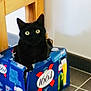 Cannelle Et Mimi participe au concours pour gagner de l'argent avec cette photo : cat, black_cat, box, beer_carton, indoor, floor, tile_floor, chair, wooden_chair, pet, animal, curious, yellow_eyes, looking_at_camera, cozy, domestic, feline, container, household, mischievous
