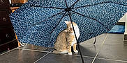 Cannelle Et Mimi a rejoint le concours — aidez-le/la à gagner de superbes lots ! cat, umbrella, indoor, tile_floor, plant, pot, furniture, wooden_cabinet, door, curious, animal, pet, blue, patterned, floor_tiles, home, decor, sitting, head_tilt, light