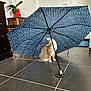 cat, umbrella, indoor, tile_floor, plant, pot, furniture, wooden_cabinet, door, curious, animal, pet, blue, patterned, floor_tiles, home, decor, sitting, head_tilt, light