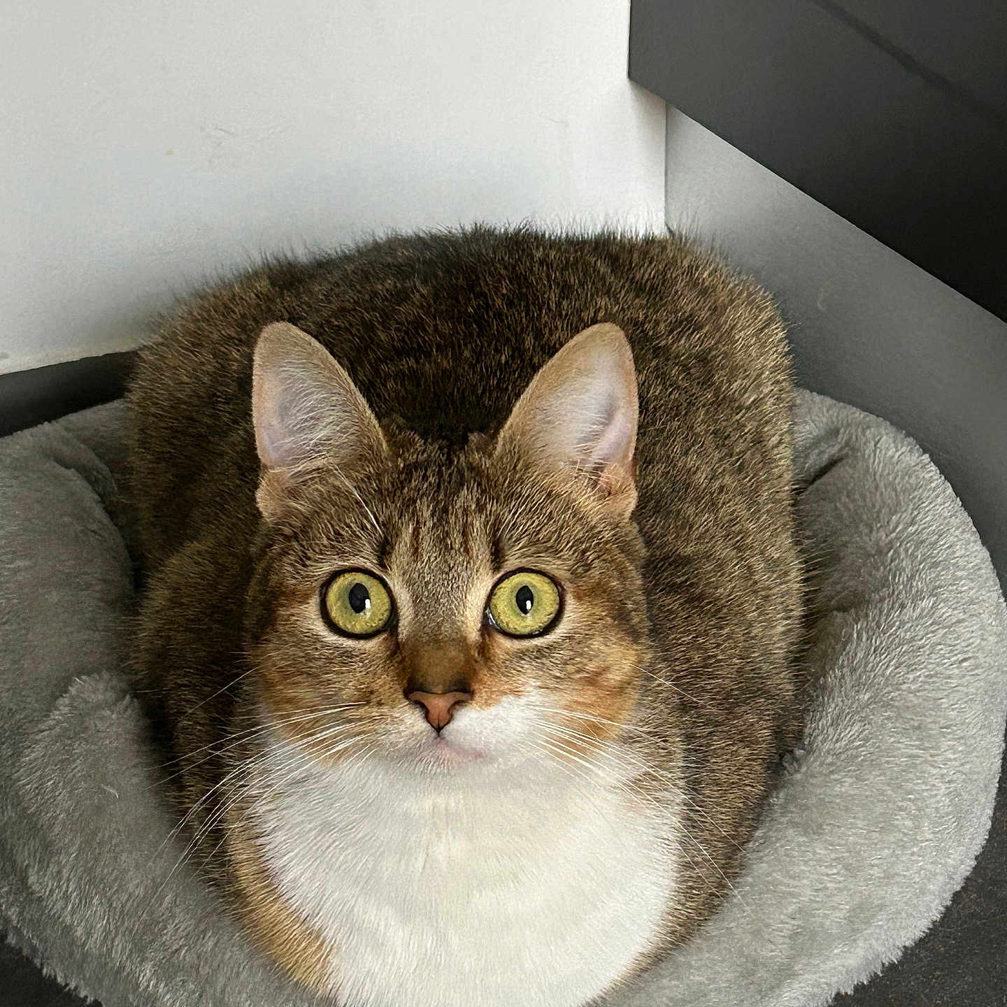 Cannelle Et Mimi a rejoint le concours — aidez-le/la à gagner de superbes lots ! animal, cat, corner, cozy, curled_up, cute, domestic_animal, ears, eyes, feline, floor, fur, indoor, looking, pet_bed, resting, soft, tabby, whiskers, white_chest