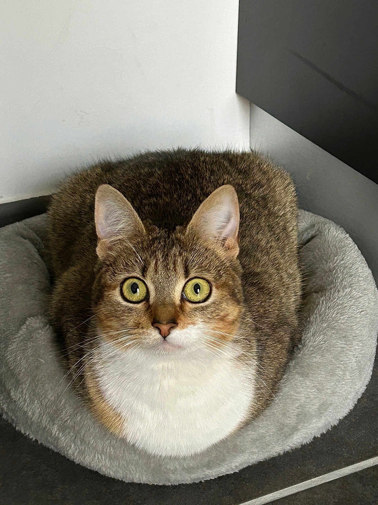 Cannelle Et Mimi a rejoint le concours — aidez-le/la à gagner de superbes lots ! cat, tabby, pet_bed, indoor, fur, whiskers, ears, eyes, animal, cute, cozy, resting, looking, white_chest, feline, domestic_animal, floor, corner, soft, curled_up