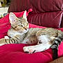 Cannelle Et Mimi participe au concours pour gagner de l'argent avec cette photo : cat, kitten, tabby, pet, indoor, cushion, red, relaxed, feline, fur, whiskers, ears, tail, resting, closeup, domestic_cat, cute, animal, portrait, home