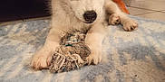 Shadow participe au concours pour gagner de l'argent avec cette photo : husky, puppy, dog, blue_eyes, toy, rope_toy, indoor, carpet, floor, cute, pet, animal, fur, paws, laying_down, looking_at_camera, home, domestic_animal, playful, young