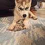 husky, puppy, dog, blue_eyes, toy, rope_toy, indoor, carpet, floor, cute, pet, animal, fur, paws, laying_down, looking_at_camera, home, domestic_animal, playful, young