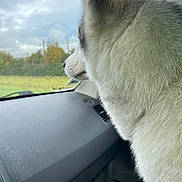 Shadow participe au concours pour gagner de l'argent avec cette photo : dog, husky, car, dashboard, window, fur, side_view, outdoor, cloudy_sky, animal, pet, transport, vehicle_interior, nature, greenery, looking_out, daytime, travel, closeup, profile