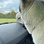 dog, husky, car, dashboard, window, fur, side_view, outdoor, cloudy_sky, animal, pet, transport, vehicle_interior, nature, greenery, looking_out, daytime, travel, closeup, profile