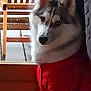 Shadow participe au concours pour gagner de l'argent avec cette photo : dog, husky, pet, indoor, window, wooden_chair, red_clothing, fur, animal, portrait, curious, sitting, furniture, domestic, canine, cute, face, ears, white, gray