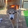 Shadow a rejoint le concours — aidez-le/la à gagner de superbes lots ! dog, siberian_husky, heterochromia, blue_eye, brown_eye, outdoor, patio, brick_floor, dog_house, toy, tail, fur, pet, animal, sunlight, shadow, ears, snout, canine, playful