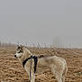 dog, husky, animal, pet, outdoor, fog, field, leash, harness, grass, nature, canine, winter, standing, mammal, alert, brown, white, fur, sky