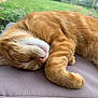 cat, orange_tabby, sleeping, cushion, outdoor, garden, greenery, flowers, pet, fur, closeup, relaxation, nature, peaceful, animal, whiskers, pink_nose, soft_texture, resting, cute