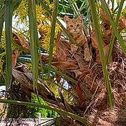 Arsouille a rejoint le concours — aidez-le/la à gagner de superbes lots ! kitten, cat, orange_tabby, tree, palm_tree, green_leaves, dry_leaves, outdoor, nature, animal, curious, young_cat, fur, whiskers, claws, sunlight, branches, plants, pets, wildlife