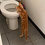 Arsouille a rejoint le concours — aidez-le/la à gagner de superbes lots ! cat, kitten, orange_tabby, toilet, bathroom, tile_floor, curious, standing, pet, indoor, white_wall, plumbing, sanitary, cleaning_supplies, red_cap, grey_tile, small_space, exploring, animal, fur