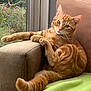 Arsouille a rejoint le concours — aidez-le/la à gagner de superbes lots ! cat, orange_tabby, couch, window, green_blanket, indoor, relaxed, pet, feline, animal, fur, whiskers, tail, paw, flower, garden, home, cozy, curious, natural_light