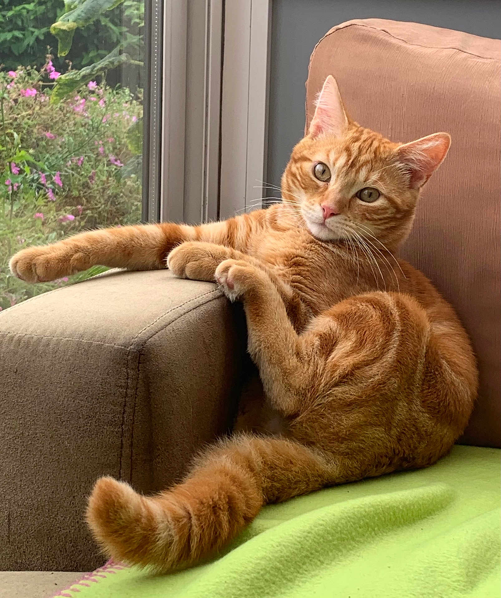 Arsouille a rejoint le concours — aidez-le/la à gagner de superbes lots ! cat, orange_tabby, couch, window, green_blanket, indoor, relaxed, pet, feline, animal, fur, whiskers, tail, paw, flower, garden, home, cozy, curious, natural_light