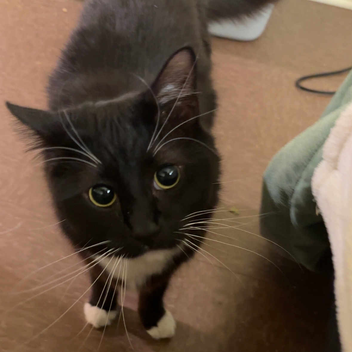 Shordie joined the competition — help win amazing prizes! abyssinian, animal, blackcat, blanket, cat, kitten, manx, pet, plywood, siamese, towel, wood