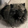Toka participe au concours pour gagner de l'argent avec cette photo : dog, fluffy, black, gray, pet, canine, indoor, floor, tile, animal, fur, cute, looking_up, mane, ears, nose, teeth, small_dog, companion, friendly
