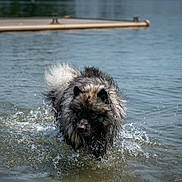 Toka participe au concours pour gagner de l'argent avec cette photo : dog, water, lake, splashing, wet_fur, outdoor, animal, canine, nature, summer, active, playful, fur, dock, body_of_water, daytime, pet, motion, water_droplets, recreation