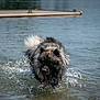 dog, water, lake, splashing, wet_fur, outdoor, animal, canine, nature, summer, active, playful, fur, dock, body_of_water, daytime, pet, motion, water_droplets, recreation