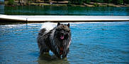 Toka participe au concours pour gagner de l'argent avec cette photo : dog, water, lake, dock, wet, fluffy, tongue_out, outdoor, nature, animal, summer, sunny, trees, happy, pet, mammal, standing, fur, canine, water_body