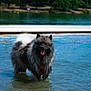 dog, water, lake, dock, wet, fluffy, tongue_out, outdoor, nature, animal, summer, sunny, trees, happy, pet, mammal, standing, fur, canine, water_body