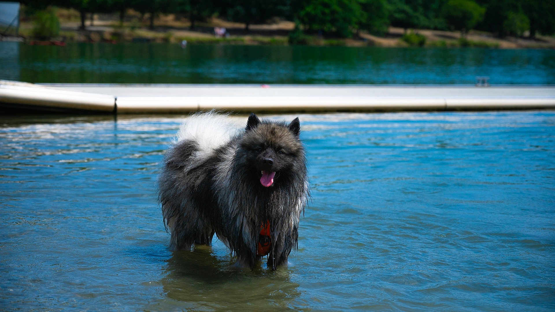 Toka participe au concours pour gagner de l'argent avec cette photo : dog, water, lake, dock, wet, fluffy, tongue_out, outdoor, nature, animal, summer, sunny, trees, happy, pet, mammal, standing, fur, canine, water_body