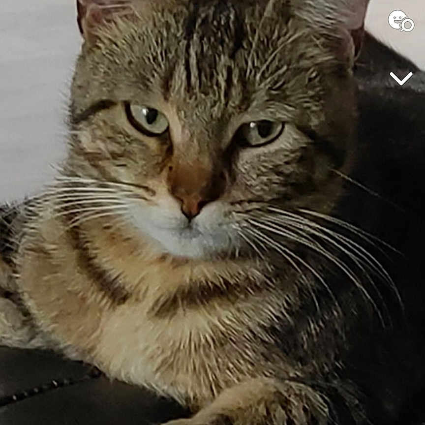Filou
