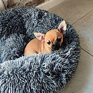 Balou a rejoint le concours — aidez-le/la à gagner de superbes lots ! adorable, animal, black_nose, brick_wall, brown_fur, chihuahua, cozy, cute, dog, dog_bed, ears, fluffy_bed, indoor, pet, portrait, puppy, resting, sitting, small_dog, tile_floor