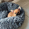 dog, puppy, chihuahua, small_dog, pet, animal, cute, fluffy_bed, dog_bed, resting, sitting, portrait, ears, brown_fur, black_nose, indoor, brick_wall, tile_floor, cozy, adorable