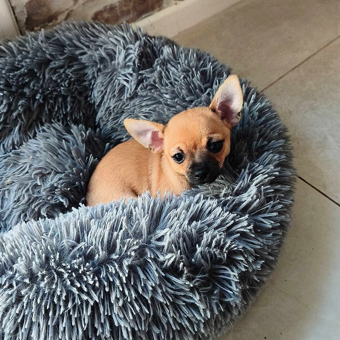 Balou