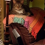 Bambam is registered to the contest to win money with this photo: cat, tabby_cat, blanket, fringe, lamp, leather_chair, indoor, home, furniture, relaxing, pet, animal, cozy, warm_light, window_blinds, curtain, table, reflection, decor, resting