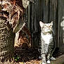 Bambam joined the competition — help win amazing prizes! cat, tabby_cat, outdoor, grass, wooden_fence, tree, sunlight, garden, pets, animal, curious, nature, leaves, wood, greenery, daylight, fur, whiskers, paws, sitting
