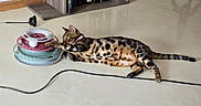 Athéna a rejoint le concours — aidez-le/la à gagner de superbes lots ! bengal_cat, cat, playing, toy, ball, floor, bookshelf, books, stephen_king, wooden_chair, shadow, indoor, pet, animal, feline, striped, spotted, collar, focused, relaxed