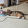 bengal_cat, cat, playing, toy, ball, floor, bookshelf, books, stephen_king, wooden_chair, shadow, indoor, pet, animal, feline, striped, spotted, collar, focused, relaxed
