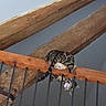 Athéna a rejoint le concours — aidez-le/la à gagner de superbes lots ! cat, animal, pet, indoor, wood, railing, bars, curious, collar, spotted, upside_down, balcony, feline, looking, playful, resting, climbing, gray_wall, beam, wooden_beam