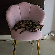 Athéna participe au concours pour gagner de l'argent avec cette photo : cat, chair, pink_chair, golden_legs, spotted_cat, indoor, floor, wall, power_socket, plug, relaxed, pet, animal, feline, curious, modern, decor, home, cozy, lounge