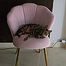 cat, chair, pink_chair, golden_legs, spotted_cat, indoor, floor, wall, power_socket, plug, relaxed, pet, animal, feline, curious, modern, decor, home, cozy, lounge