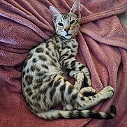 Brooklyn participe au concours pour gagner de l'argent avec cette photo : cat, animal, pet, feline, spotted_fur, blue_eyes, relaxed, lying_down, blanket, pink, soft_texture, indoor, cute, whiskers, tail, ears, fur, resting, cozy, comfortable