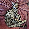 cat, animal, pet, feline, spotted_fur, blue_eyes, relaxed, lying_down, blanket, pink, soft_texture, indoor, cute, whiskers, tail, ears, fur, resting, cozy, comfortable