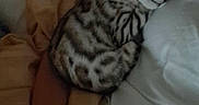 Brooklyn participe au concours pour gagner de l'argent avec cette photo : cat, sleeping, arm, blanket, bed, pillow, rest, cozy, striped_cat, indoor, pet, animal, comfort, relaxation, domestic, feline, soft, warm, human, snuggle