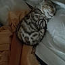 cat, sleeping, arm, blanket, bed, pillow, rest, cozy, striped_cat, indoor, pet, animal, comfort, relaxation, domestic, feline, soft, warm, human, snuggle