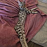 cat, spotted_cat, kitten, long_body, pink_blanket, bed, indoor, pet, relaxed, stretching, fur, whiskers, ears, cute, animal, mammal, domestic, feline, resting, cozy