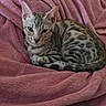 cat, kitten, animal, pet, feline, spotted, fur, whiskers, ears, eyes, blanket, pink, soft, cozy, resting, sleepy, curl, indoor, cute, domestic