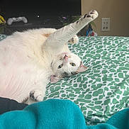 Ami joined the competition — help win amazing prizes! bed, blanket, cat, cozy, cute, domestic_animal, feline, game_controller, indoor, living_room, orange_spot, paw, pet, relaxed, resting, sleepy, soft_fabric, stretching, television, white_cat