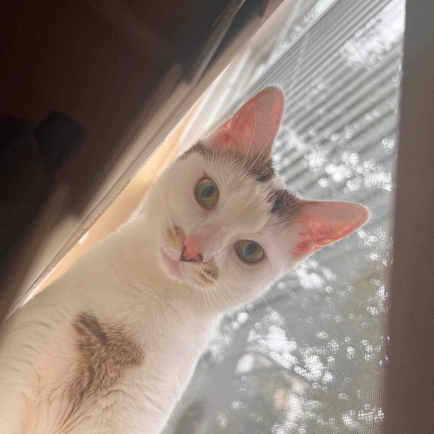 Ami