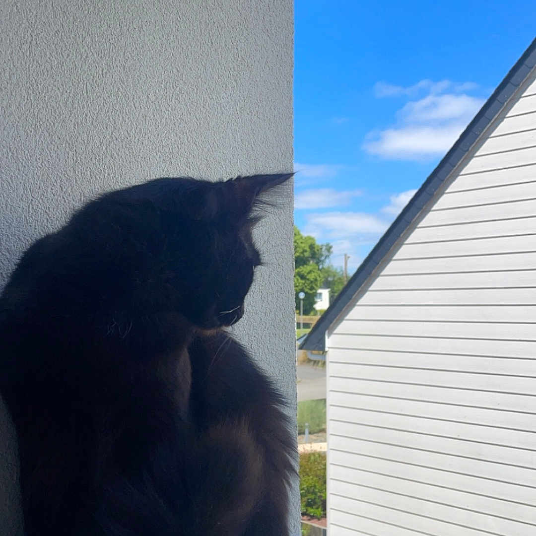Loki a rejoint le concours — aidez-le/la à gagner de superbes lots ! animal, architecture, blackcat, building, canine, cat, curtain, dog, house, housing, indoors, interiordesign, kitten, manx, outdoors, pet, porch, shelter, siding, window