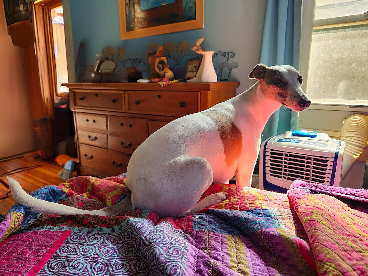 Isaac is registered to the contest to win money with this photo: cabinetry, carnivore, chest_of_drawers, collar, comfort, companion_dog, dog, dog_breed, dog_supply, drawer, fawn, furniture, hardwood, houseplant, lamp, linens, living_room, picture_frame, room, wood