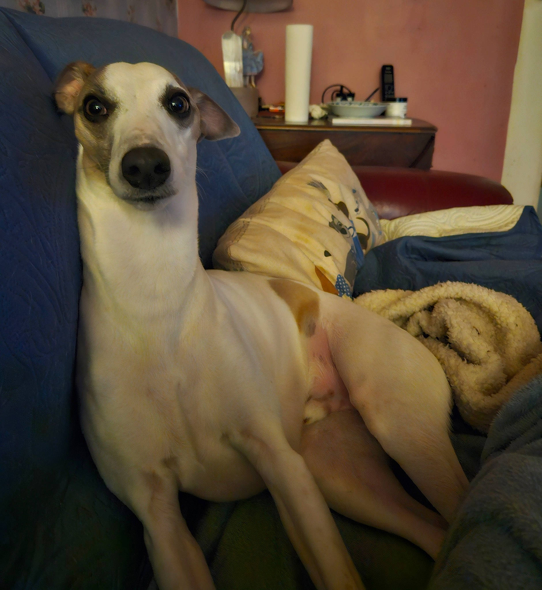 Isaac is registered to the contest to win money with this photo: ancient_dog_breeds, art, canidae, carnivore, comfort, companion_dog, dog, dog_breed, fawn, fur, linens, metal, non_sporting_group, snout, sporting_group, tail, terrestrial_animal, toy_dog, whiskers, working_animal