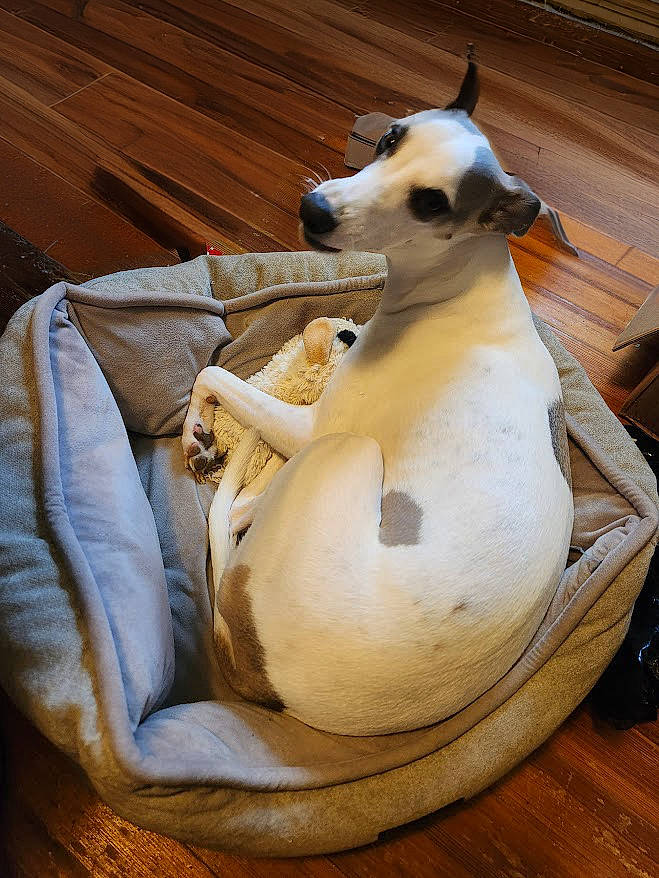 Isaac joined the competition — help win amazing prizes! art, canidae, carnivore, ceramic, comfort, companion_dog, dog, dog_breed, fawn, fur, non_sporting_group, paw, pet_supply, serveware, snout, tail, terrestrial_animal, toy, wood, working_animal